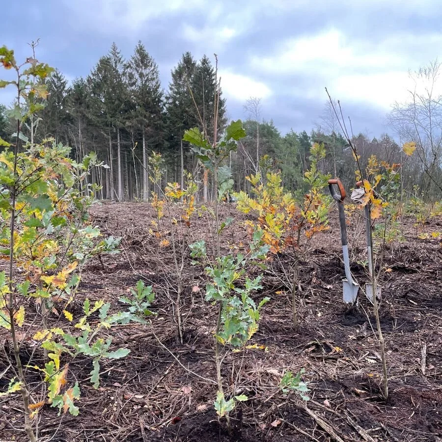 Valued partner CONRO contributes to climate protection in Germany