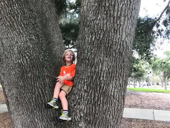 playground_rschool_tree.jpg