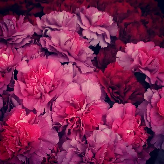 Claveles!
#Claveles #Rosados #Rojos #Ombr&eacute; #CaminandoPorLaCalle #Flor #Esplendor #avilaeye