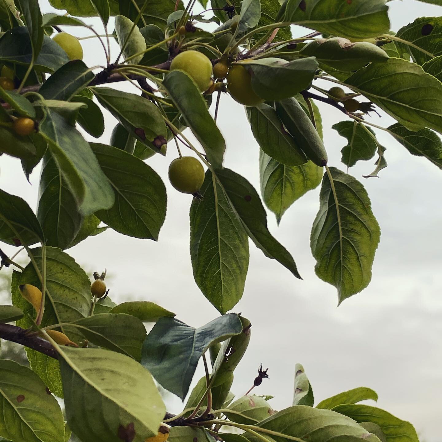 Trying to decide what to add to my Society6 shop the next time I upload more art. I&rsquo;m always thinking more nature.
#botanicalpickmeup #natureisahealer #viewfromtheground  #natureisart #sundaythoughts
[phone photo]