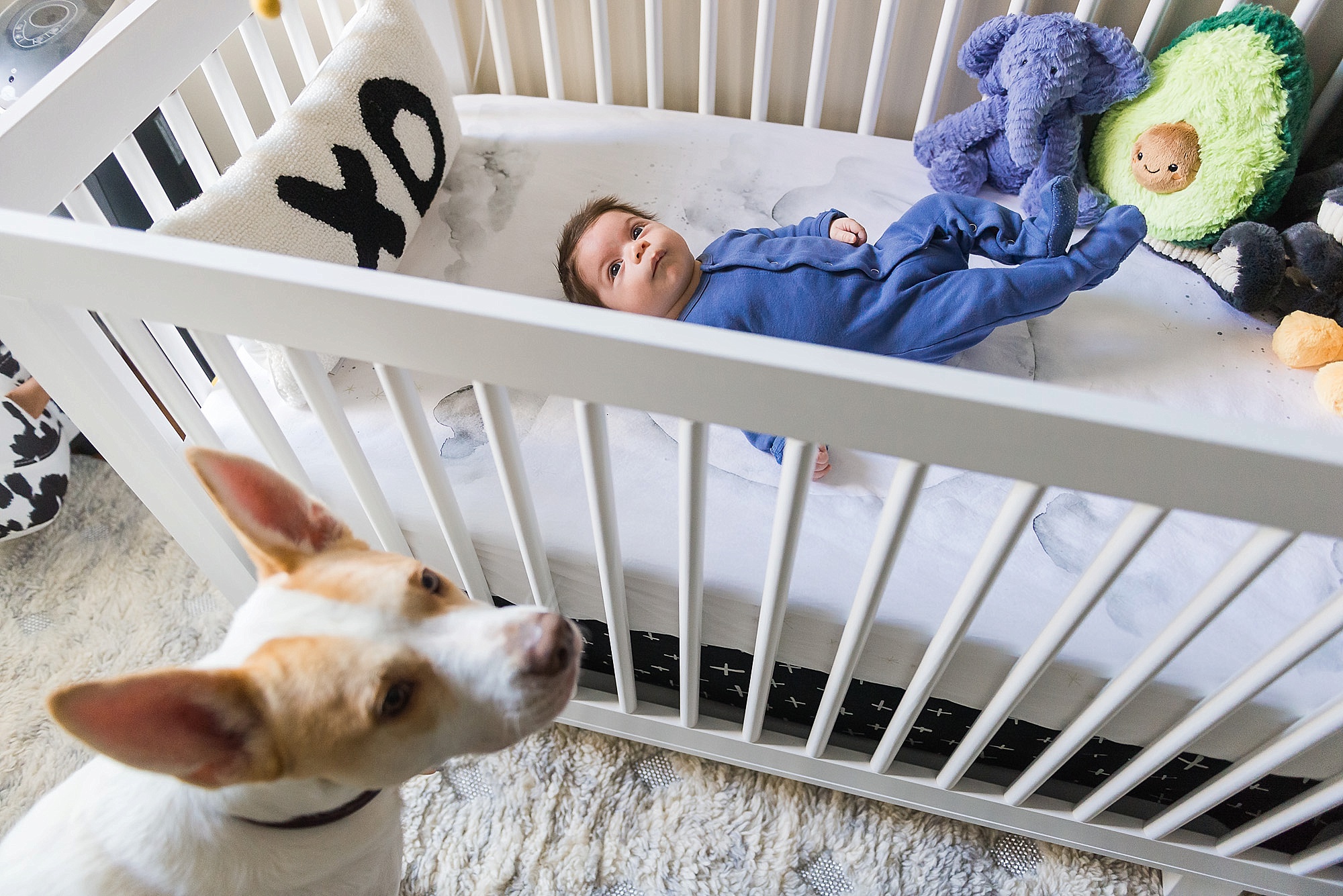Dog look over a baby in crib