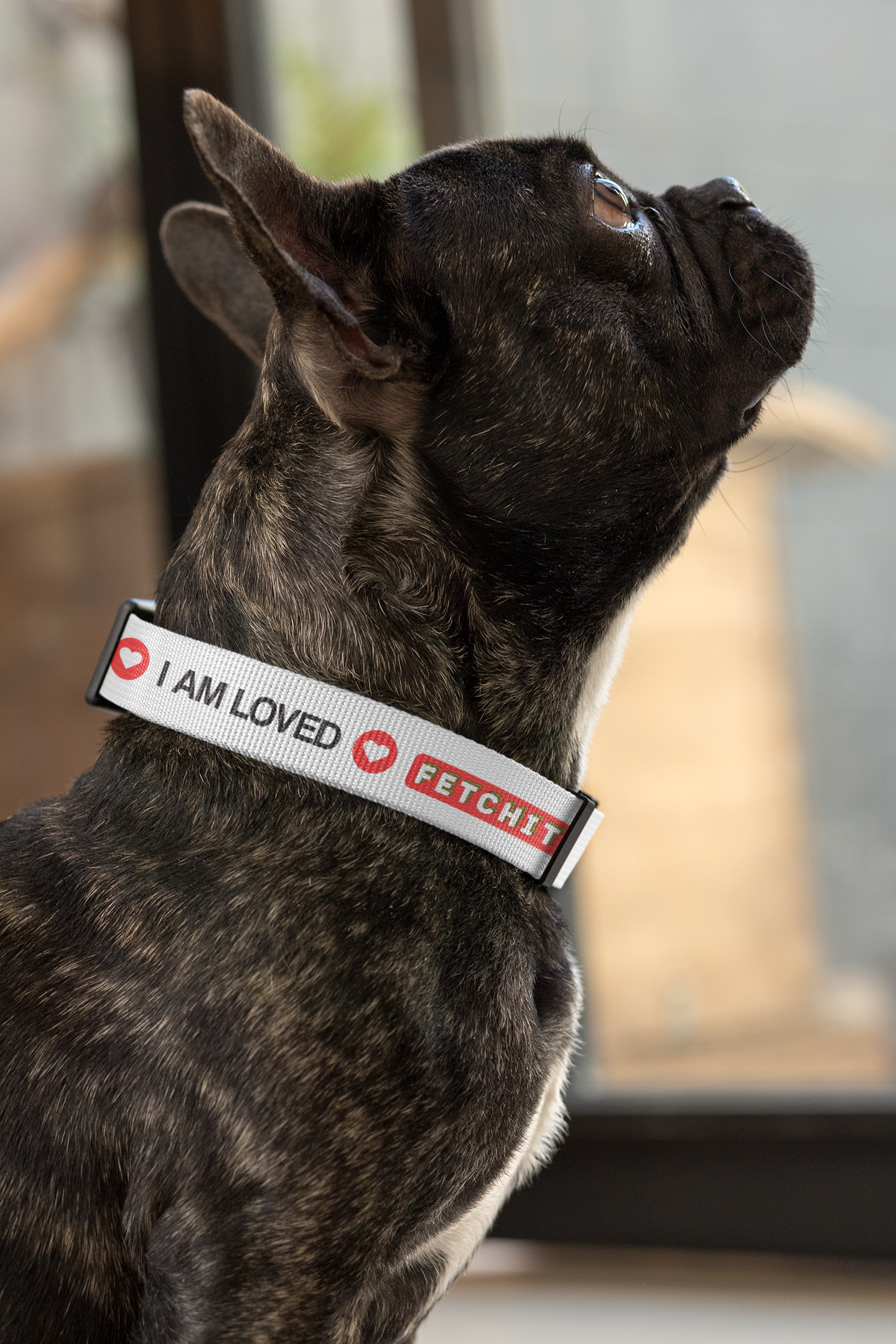 dog-collar-mockup-featuring-a-small-black-dog-looking-up-33271.png