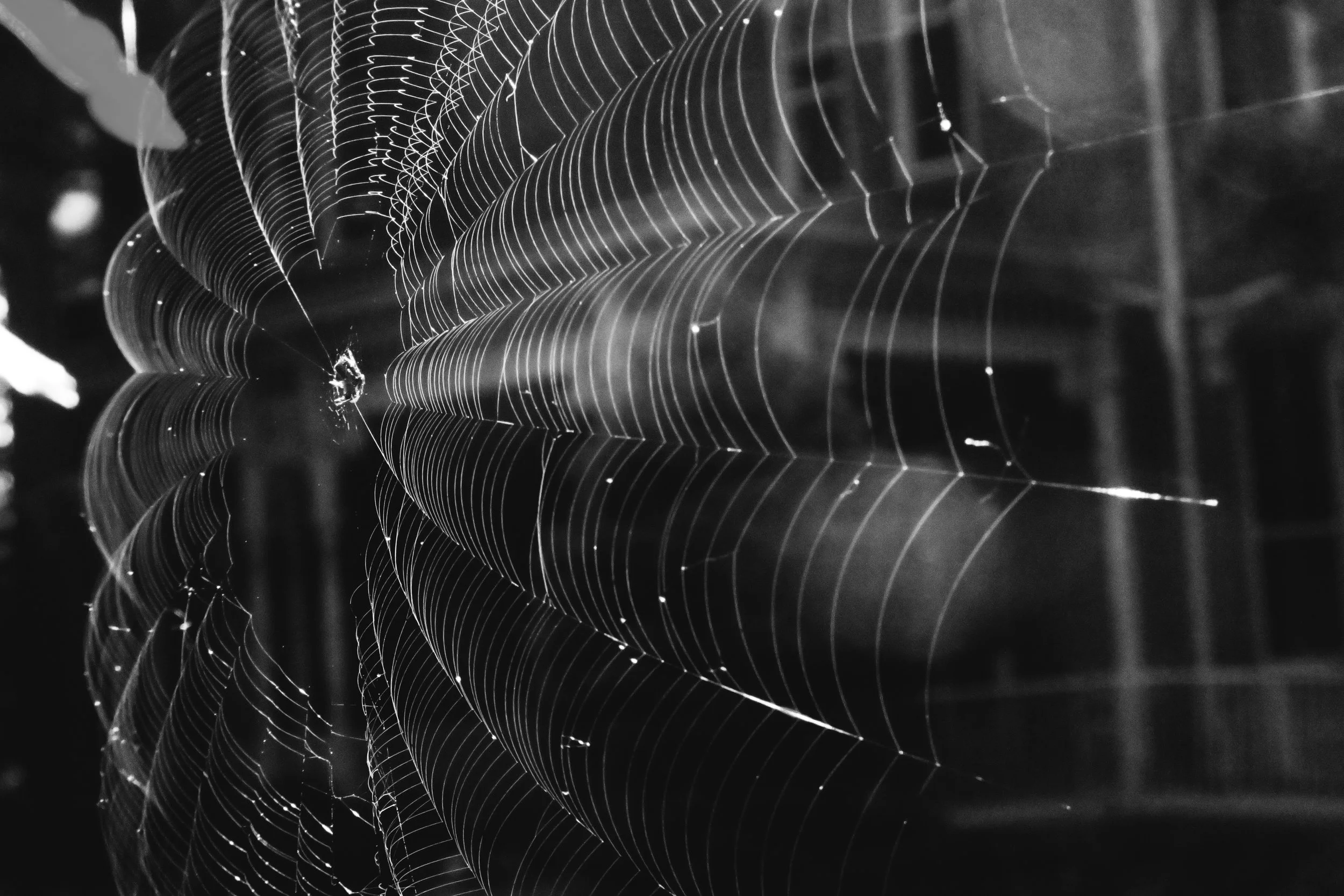 SpiderWeb.jpg