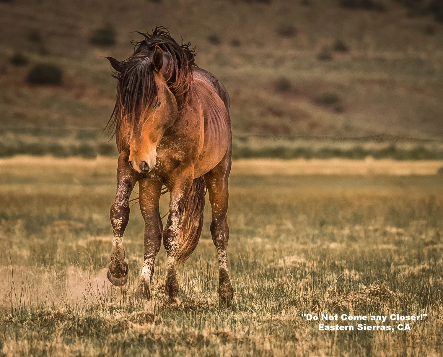 Do not come any closer. Image taken in the Eastern Sierras, CA