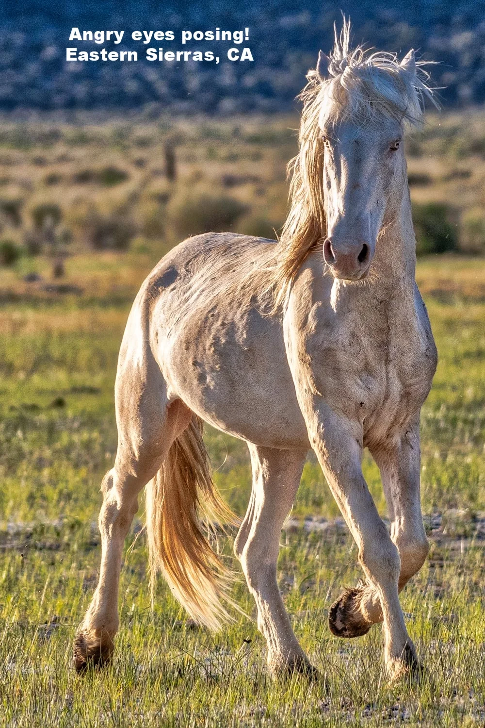 Angry Eyes Posing. Image taken in the Eastern Sierras, CA