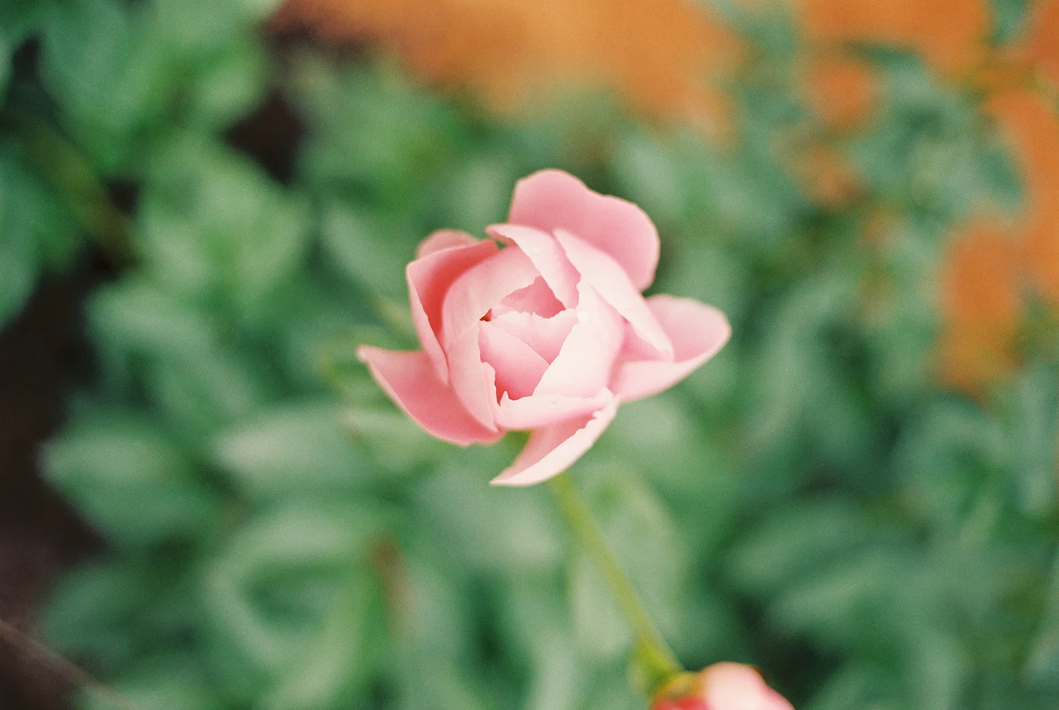 Peony-Field-(1-of-15).jpg