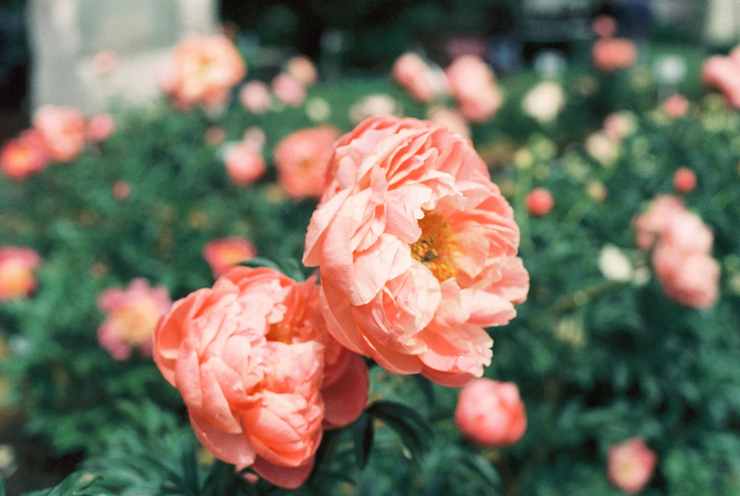 Peony-Field-(8-of-15).jpg