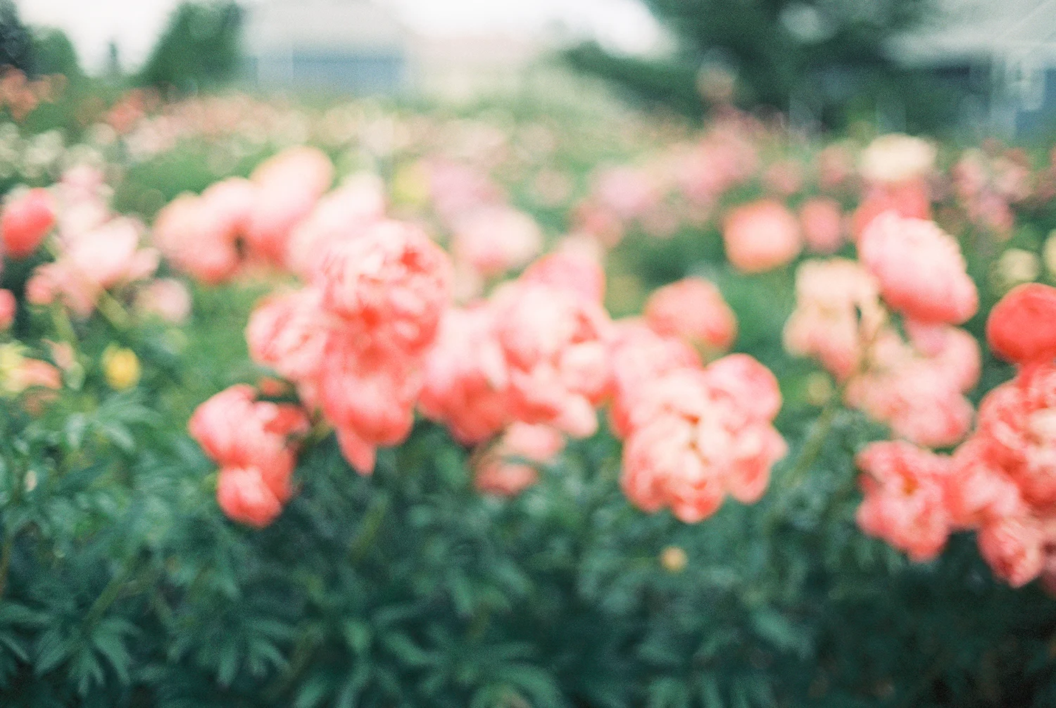 Peony-Field-(10-of-15).jpg