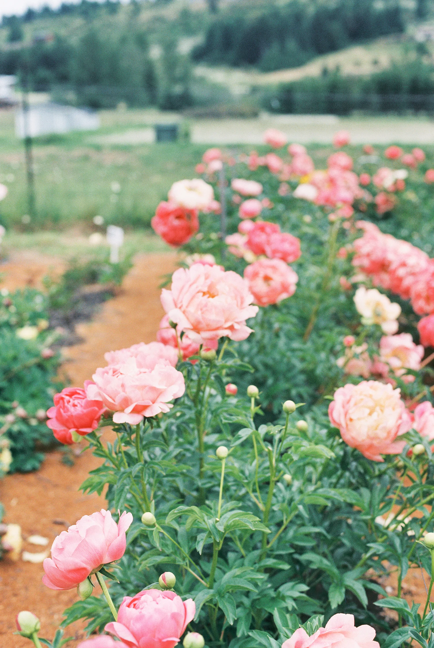 Peony-Field-(11-of-15).jpg