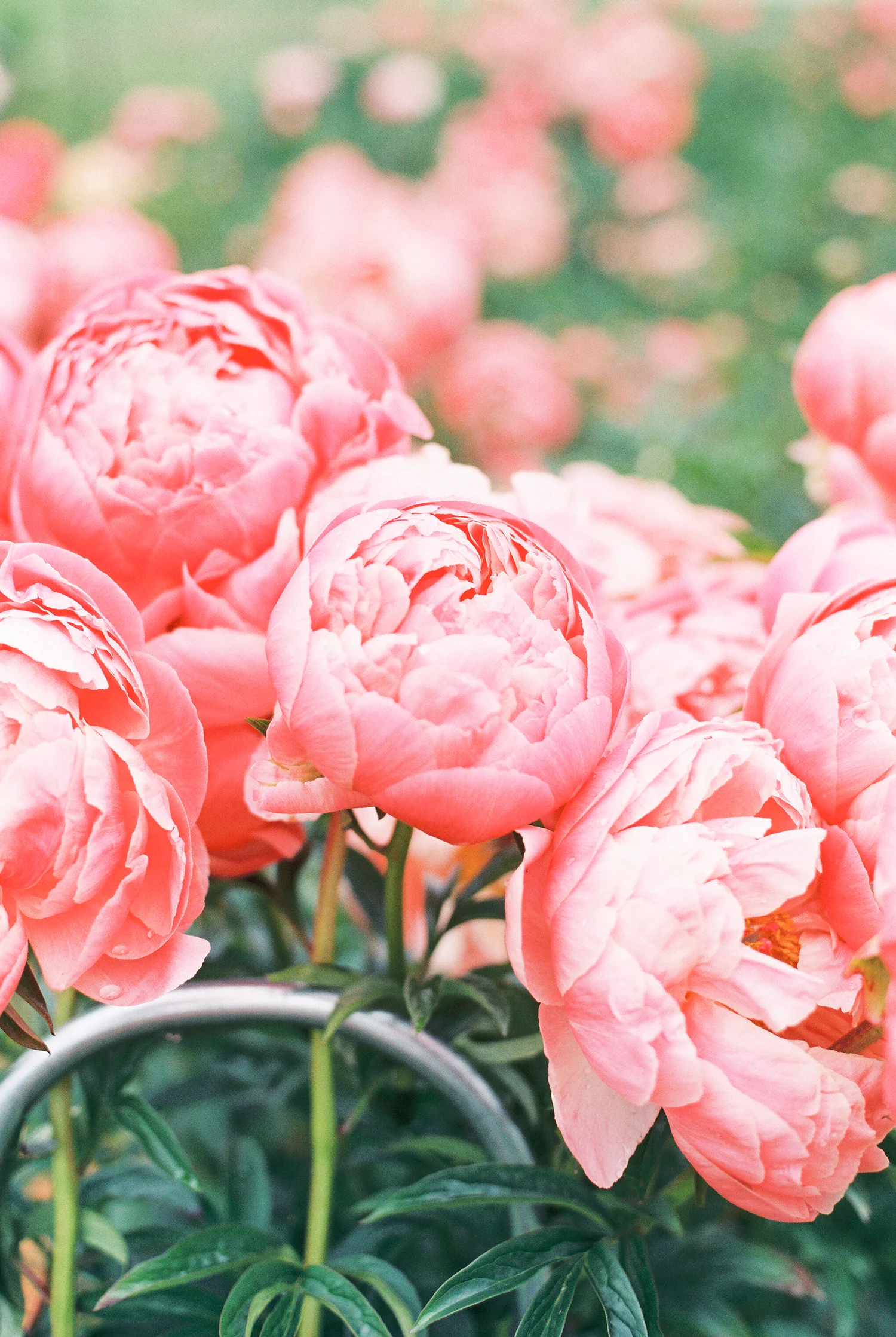 Peony-Field-(15-of-15).jpg