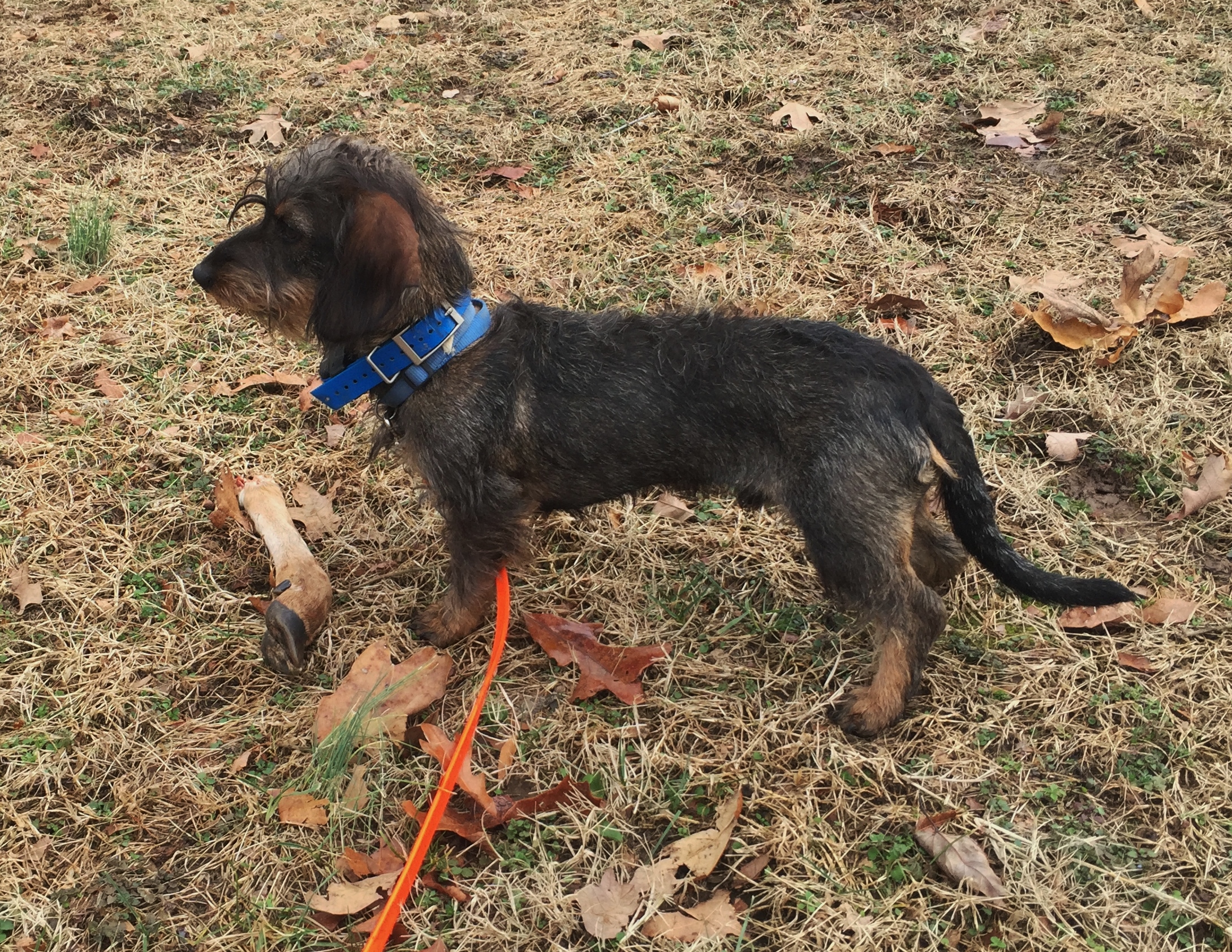 THE DEER CREEK KENNELS - The Deer Creek Kennels of Louisiana