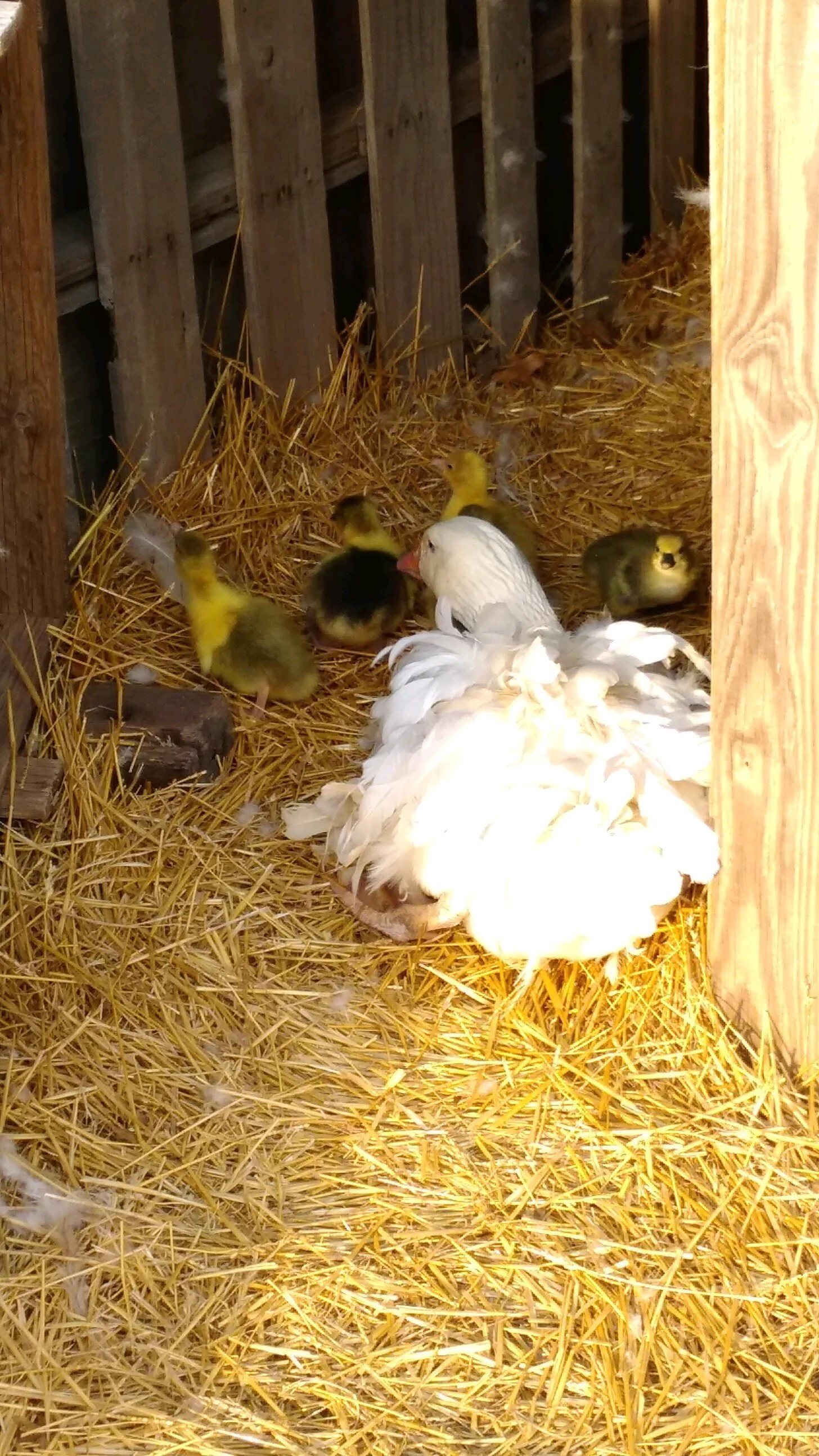 goslings.JPG