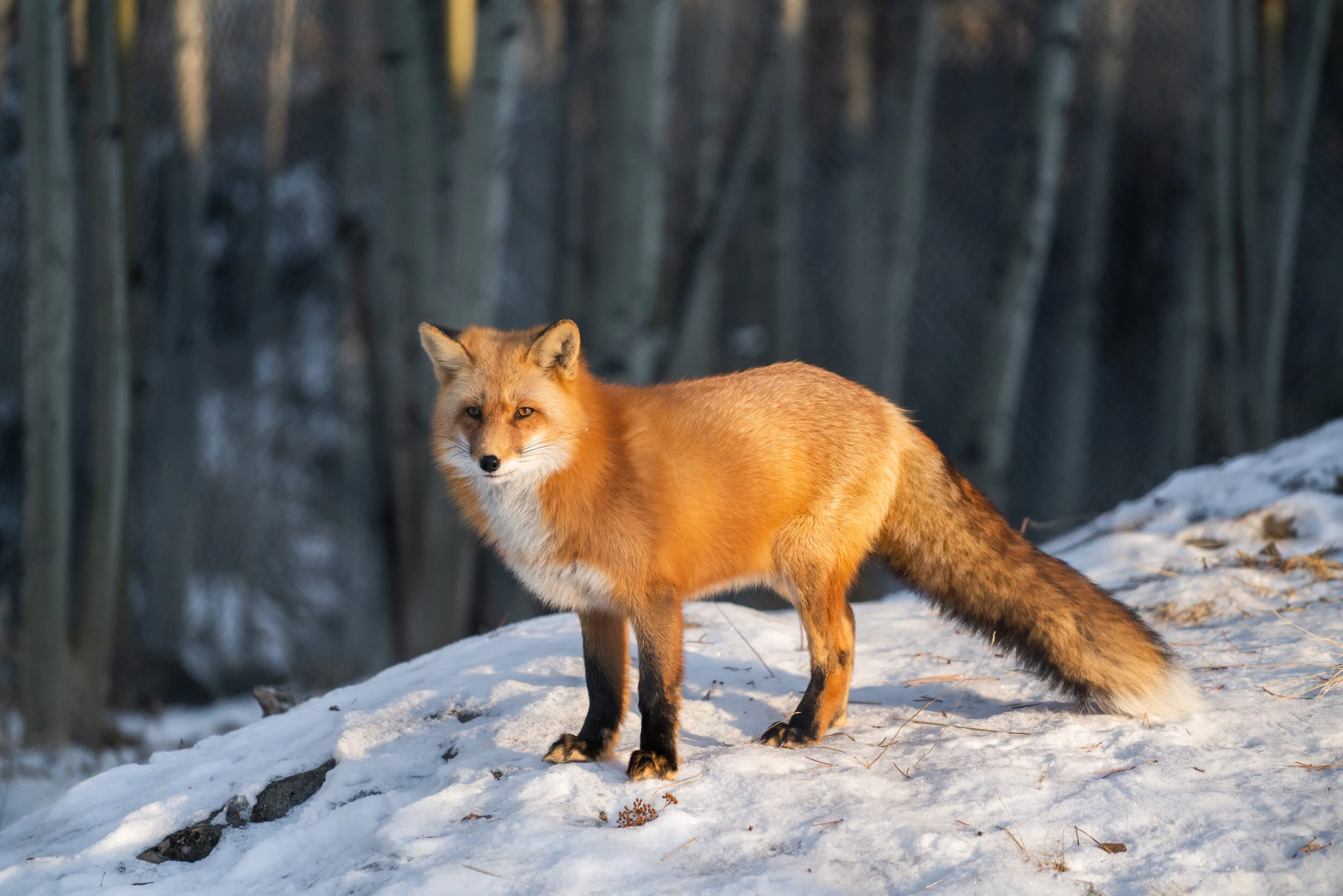 Whitehorse, Yukon, Canada