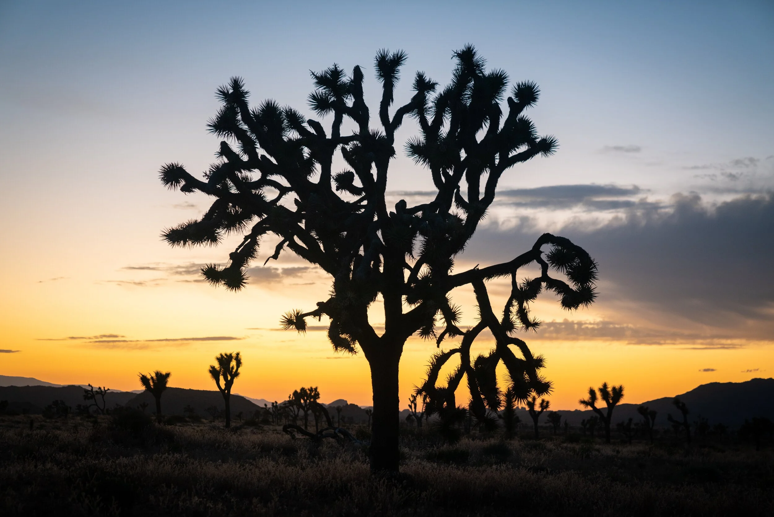 Joshua Tree National Park, California