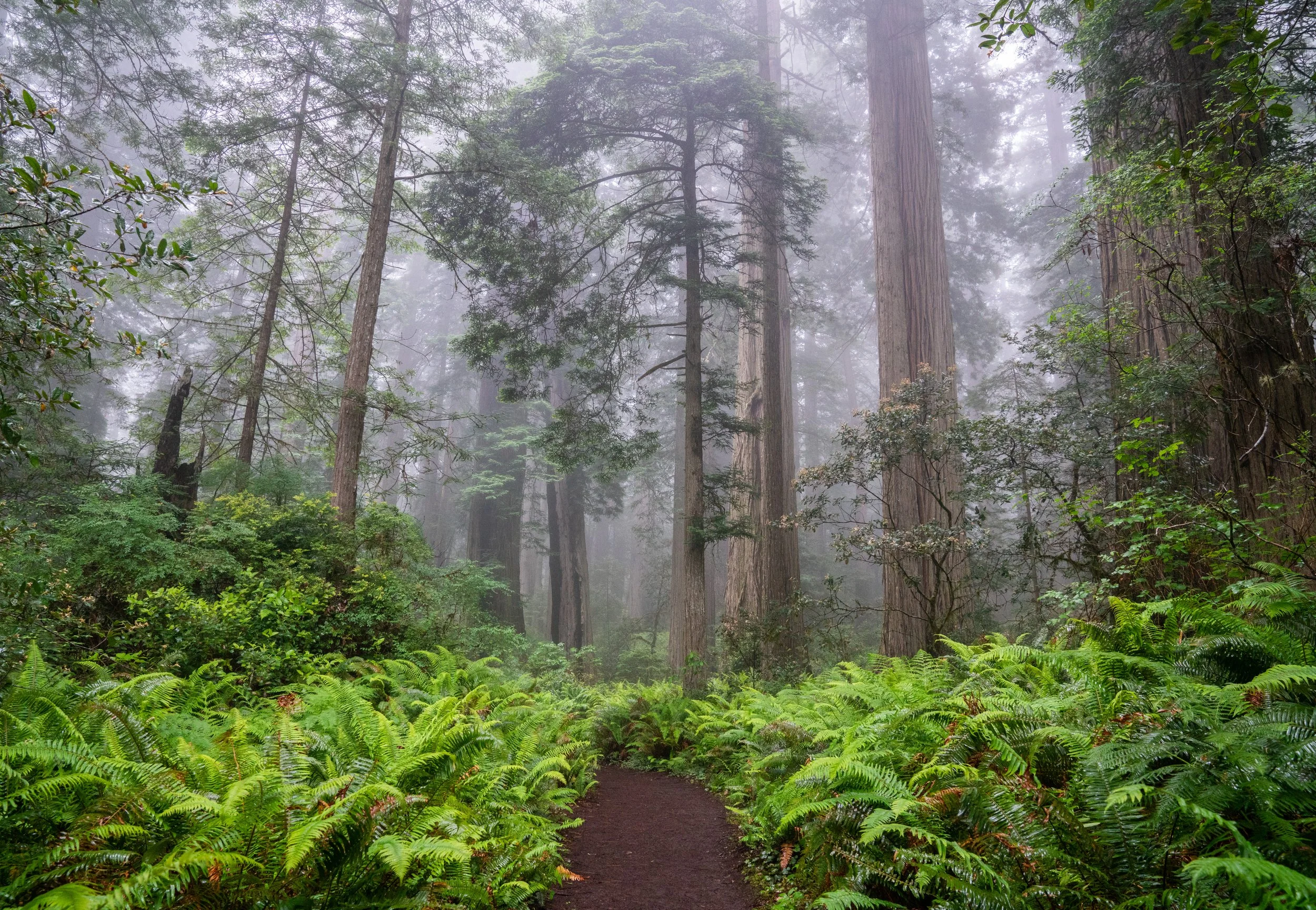 Redwood National and State Park, California