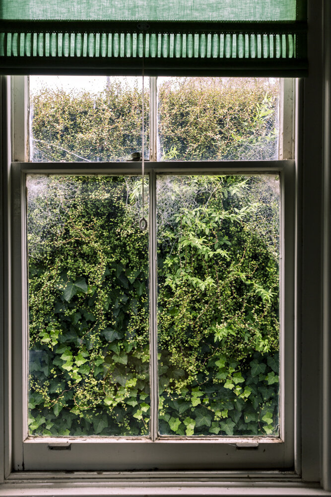 Windows of Ivy 