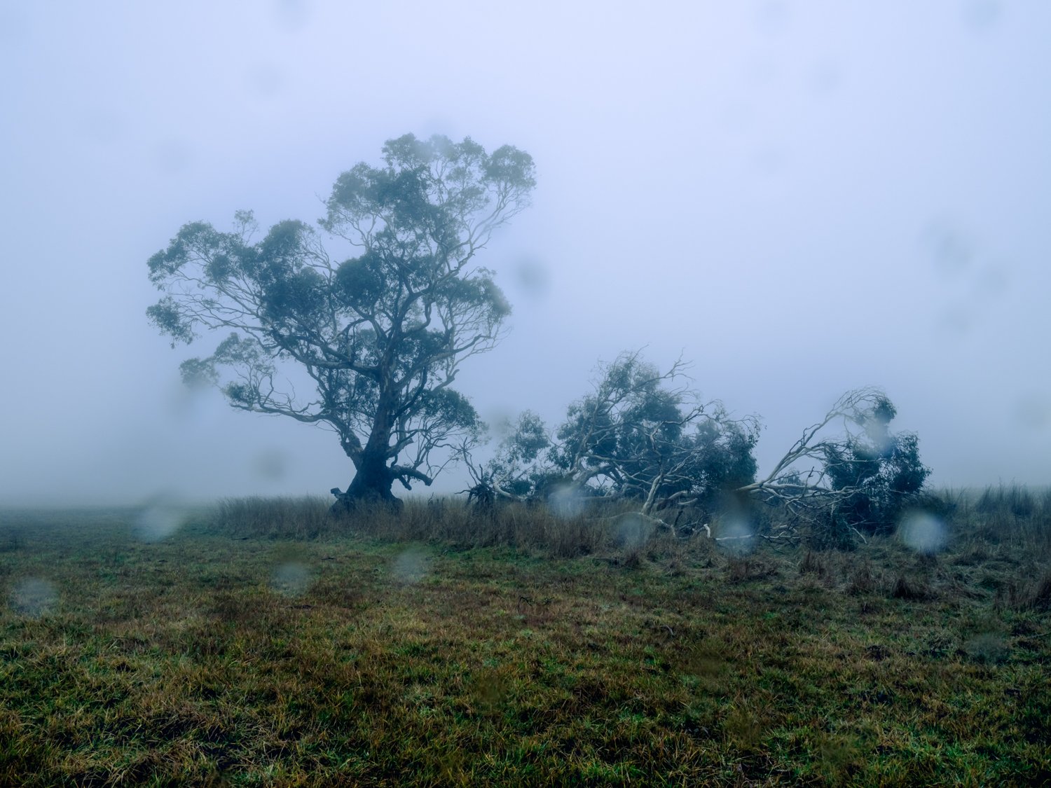 The Weight of Fallen Trees is an ongoing series that addresses the climate crisis through photographing trees that fell during the June 2021 Victorian storms. As The Age  reported, it was ‘like hell on earth: the night the trees fell from the sky’. 