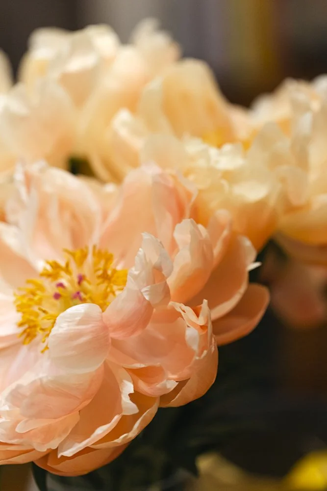 PiaJohnson_PeoniesStillLifeandaDuck_4683_lowres.jpg