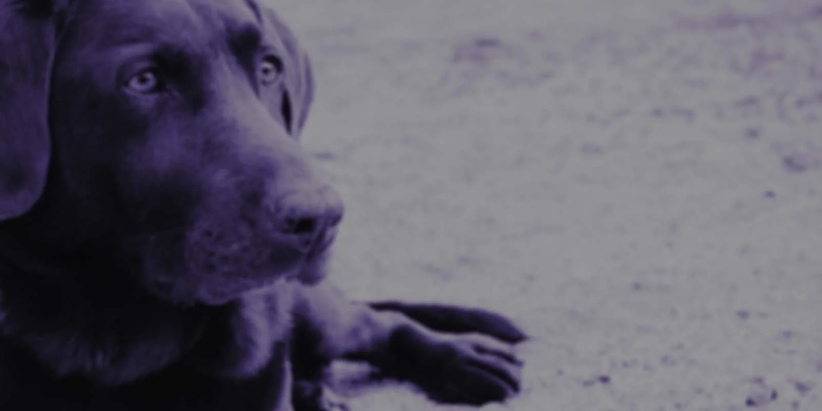 Chocolate-Lab-Purple-web.jpg