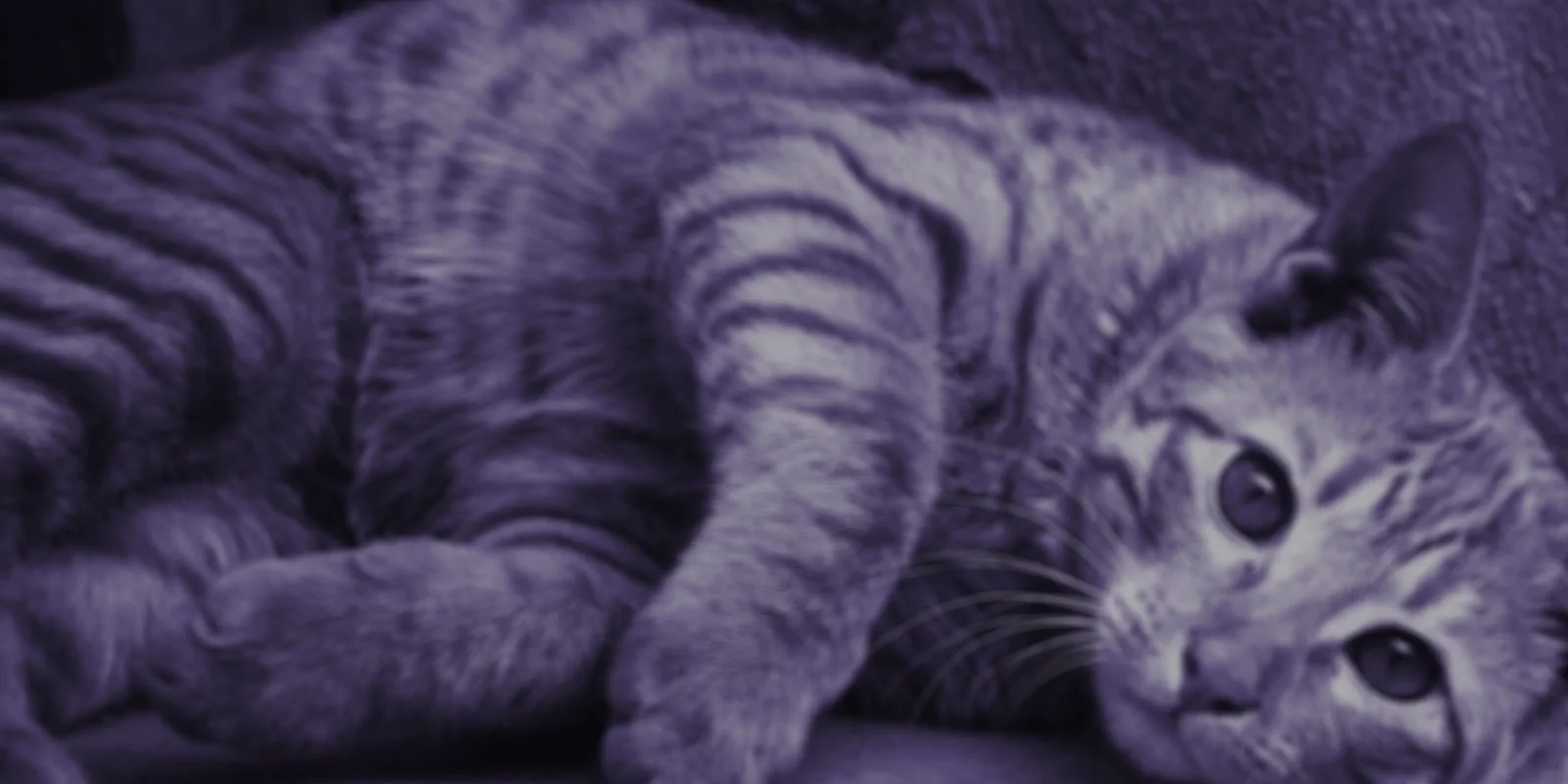 Cat-02-Purple-web.jpg