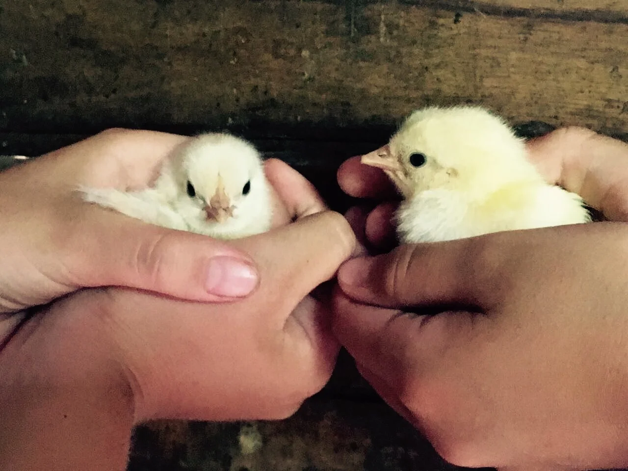 With a regularly handled mother, the chicks were quite happy being picked up within hours of hatching