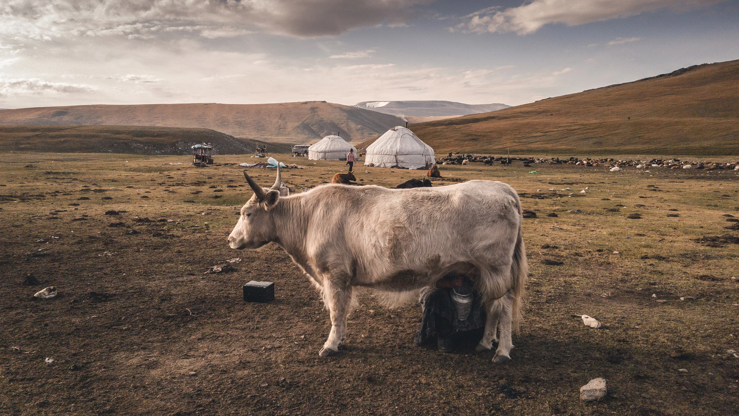 muenchmax_mongolia08.jpg