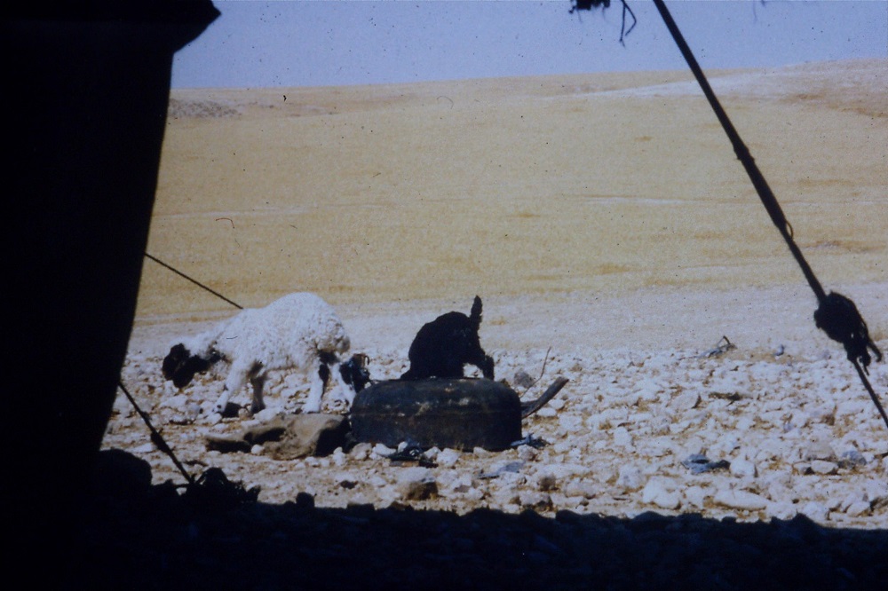 bedouin-goats-negev-1990.jpg