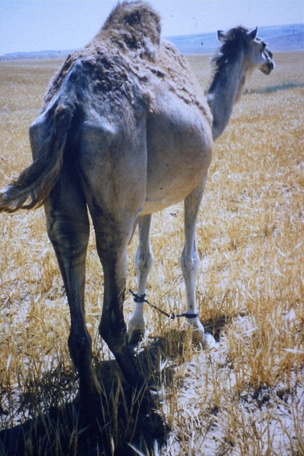 tethered-camel-1990.jpg