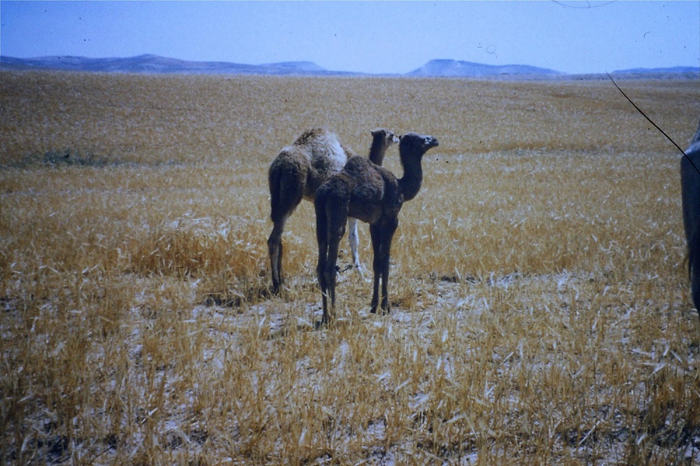 bedouin-camels-negev-1990.jpg