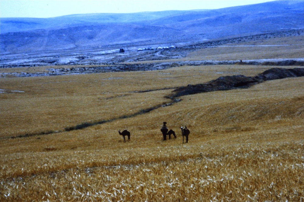 camels-negev-bedouin-1990.jpg