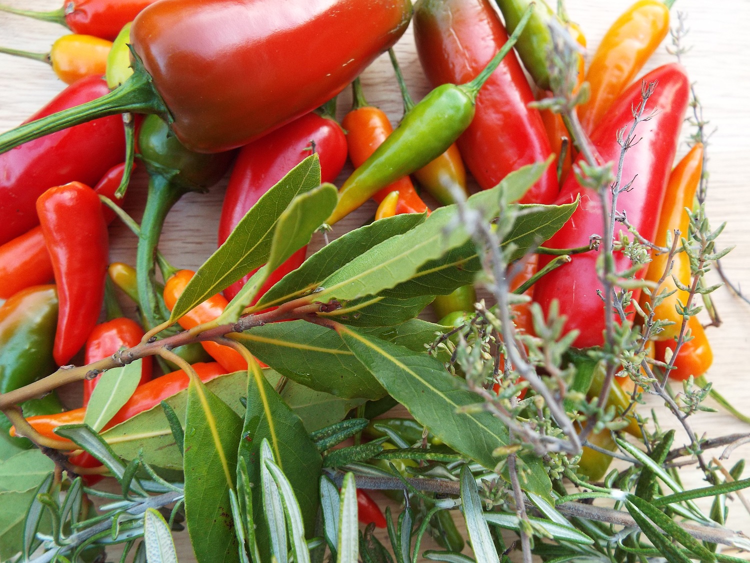 The late crop, never wasted. These herbs and chillies were picked from my Fratton, Portsmouth garden in early December 2016