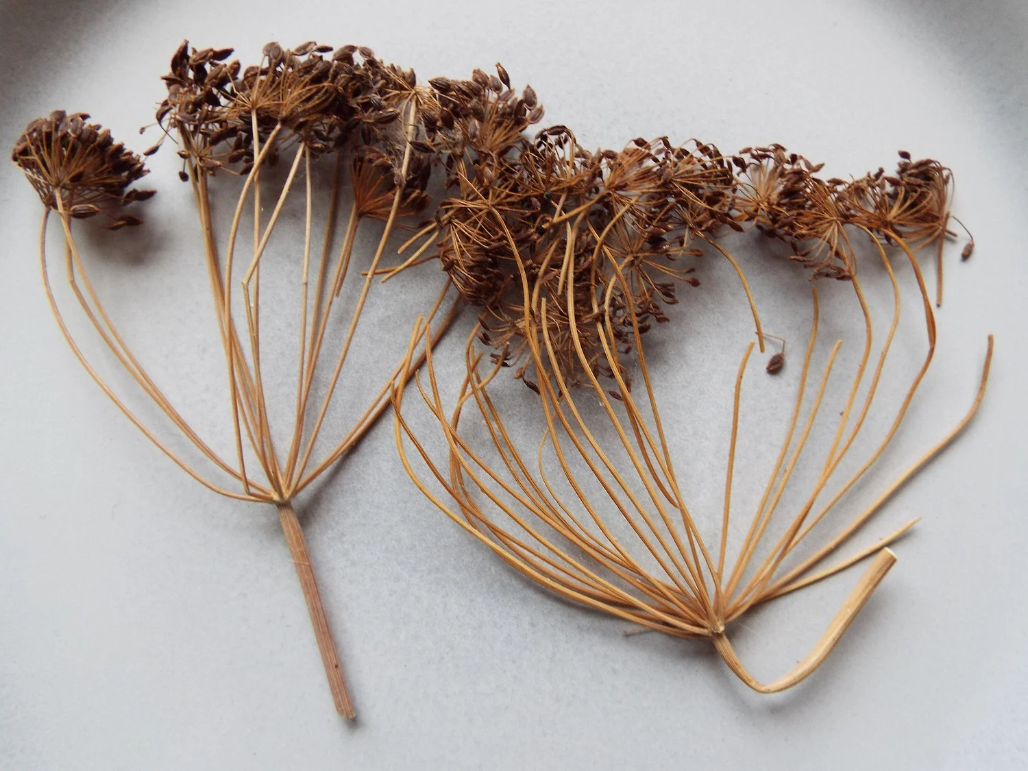 Dill seeds dried and saved from last year, to be used in cooking, or can be planted