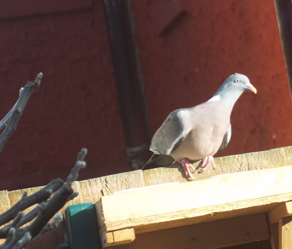 april-wood-pigeon.jpg