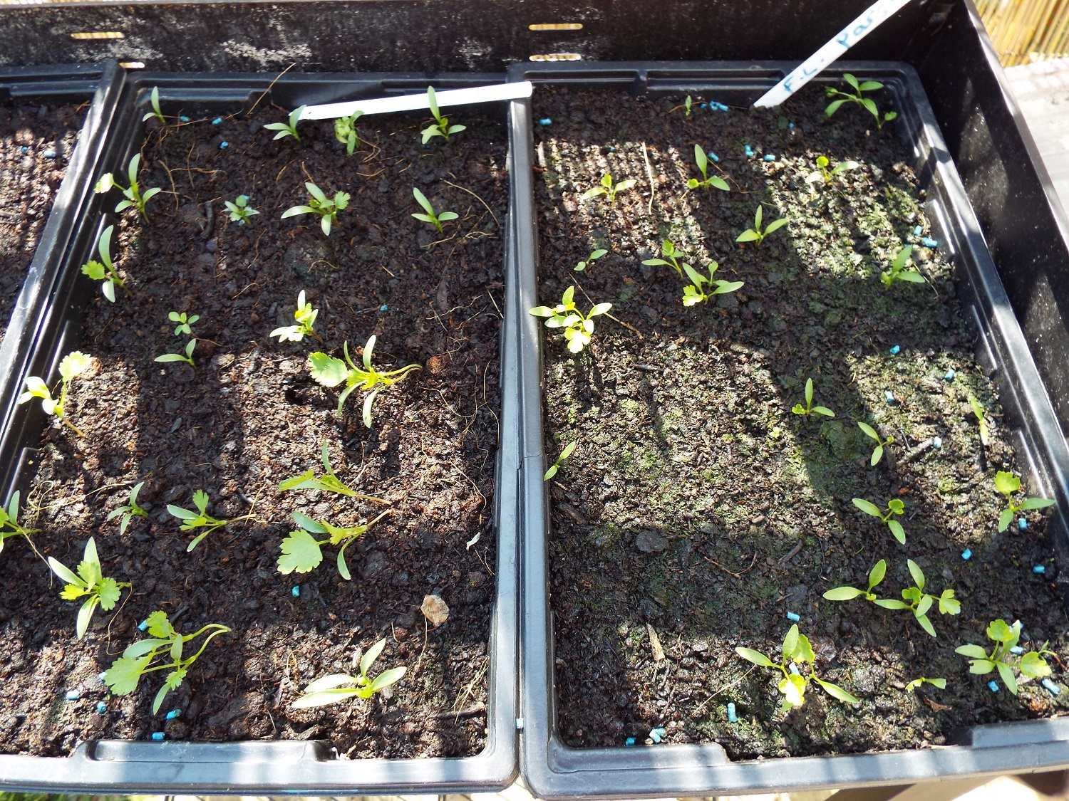 Coriander and Flat-Leaf Parsley