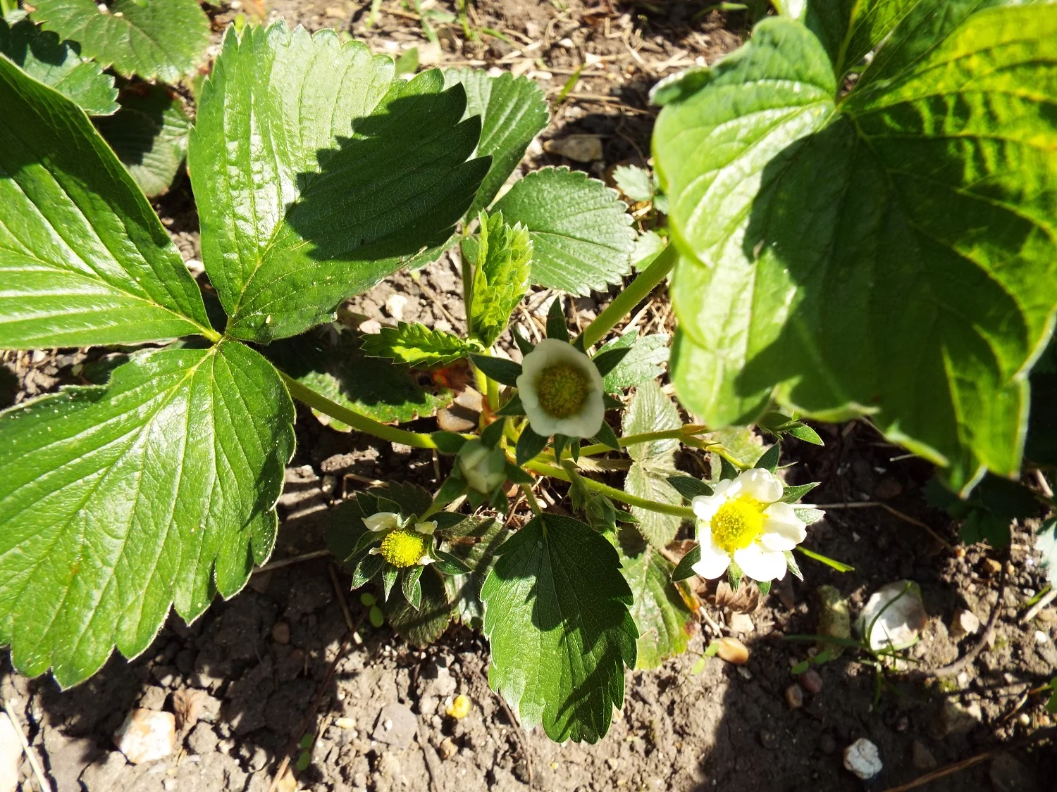 Strawberry plants - growing back from last year. The flowers will be pollinated by bees or other insects and the strawberry fruit forms.