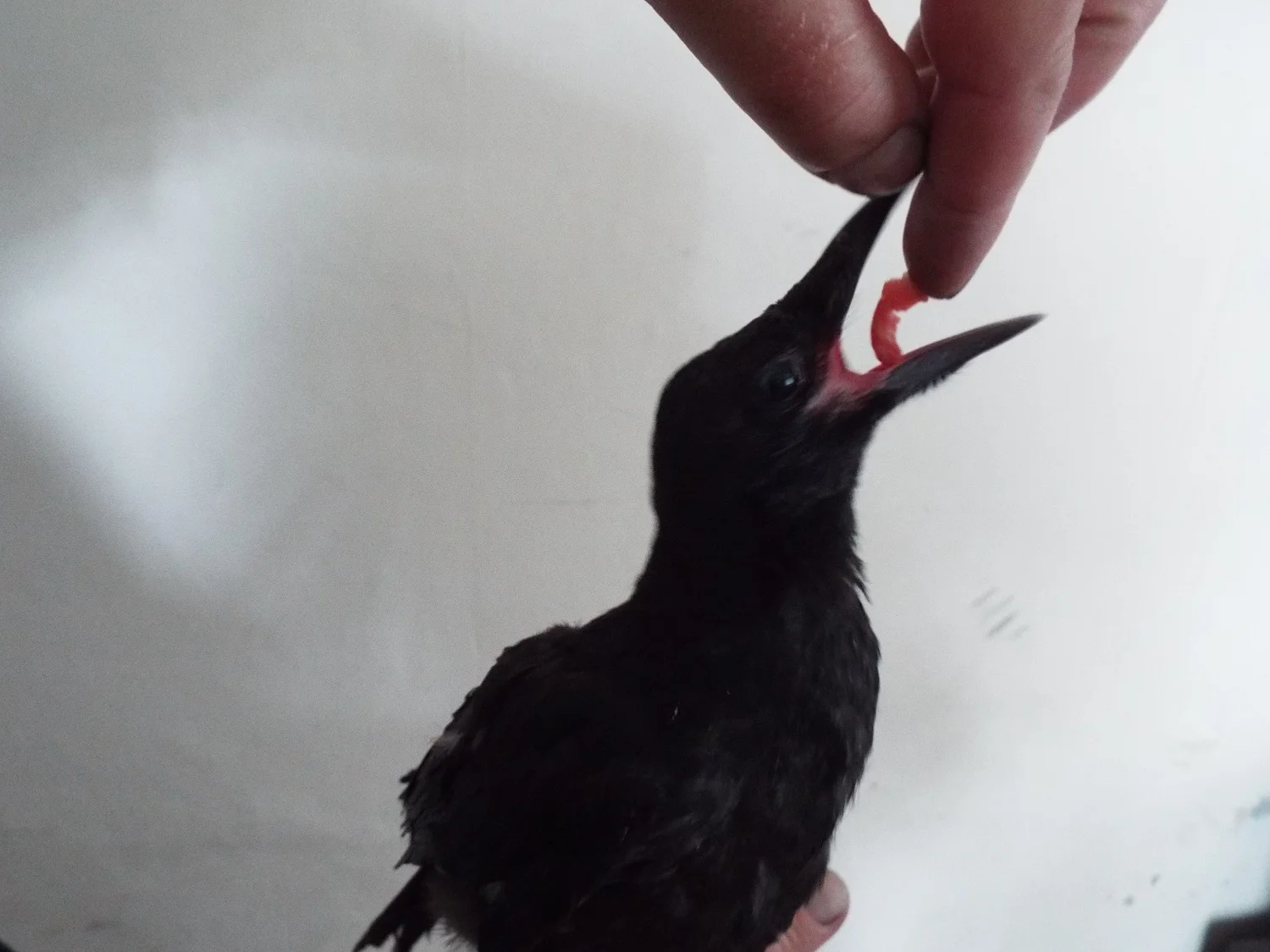 Mortimer the fledgling crow - dinner time #4, Day 3