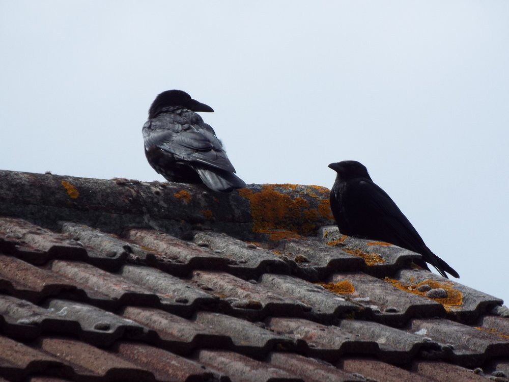 Crow parents look on