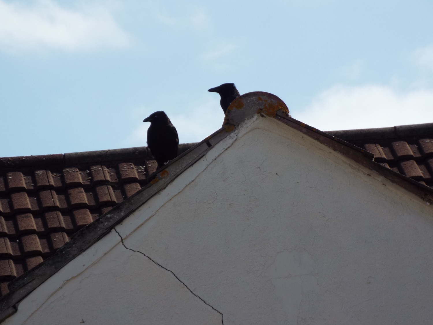 They're watching their fledgling