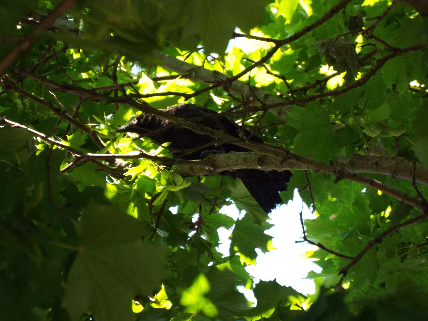 mortimer-day-9-in-tree-beak-tuesday.JPG