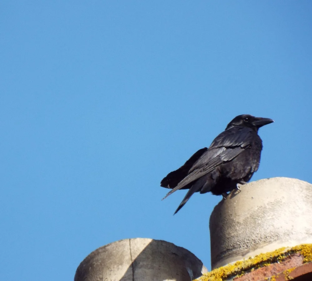 mortimer-on-day-10-weds-chimney-closeup.JPG