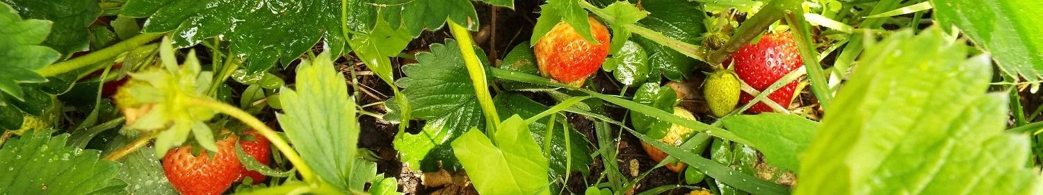 Strawberries at the beginning of June 2017
