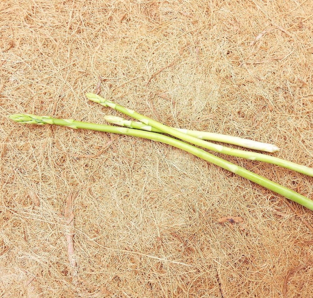 Young asparagus shoots, late June