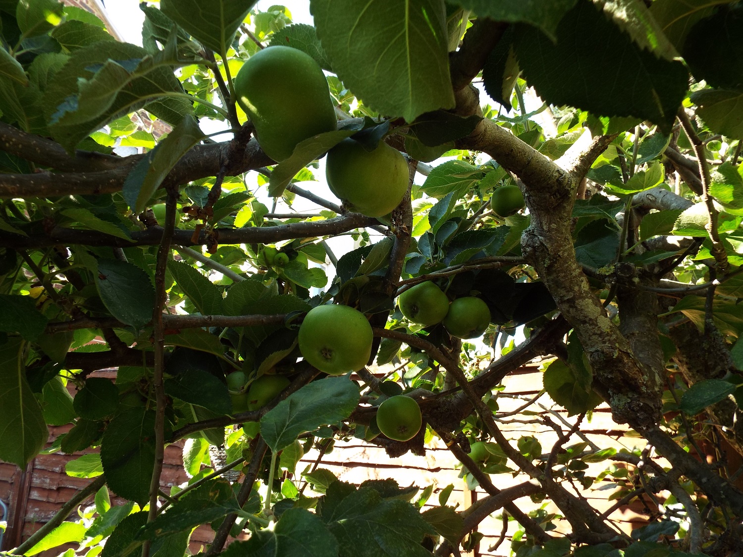 Bramley apple tree, early July