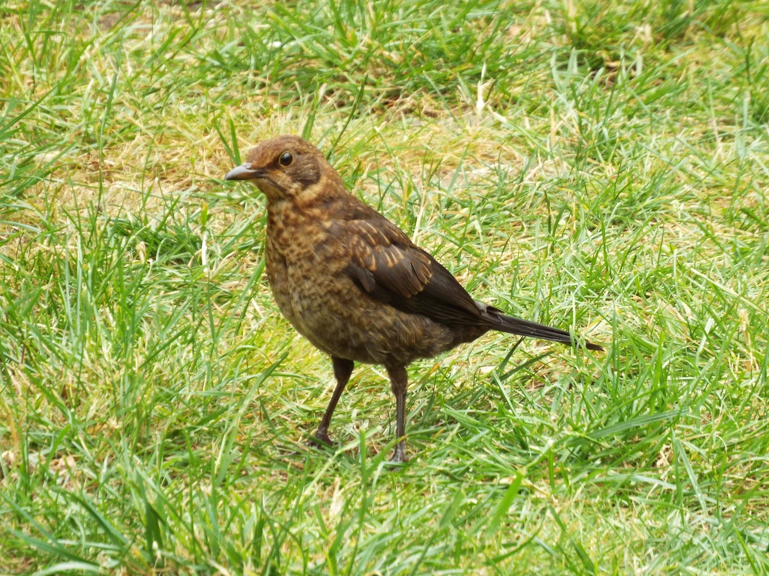 Fledgling blackbird, probably about two to three months old (All photos: Eleanor Scott)