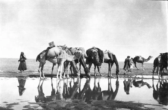 Gertrude Bell's caravan - men and camels at watering place, Saudi Arabia, January 1914 (Credit: Gertrude Bell Archive, Newcastle University)