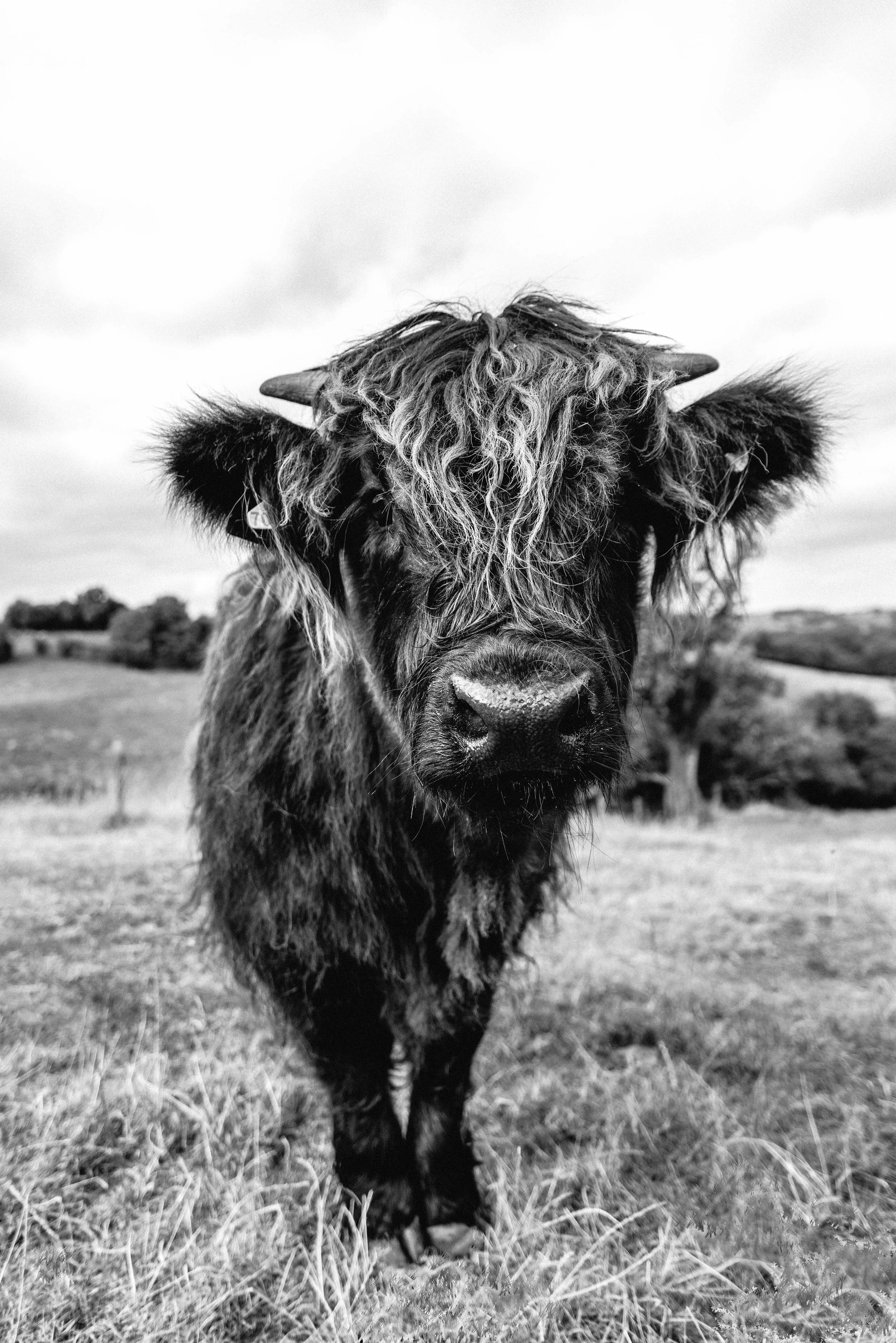 BW Calf-6010.jpg