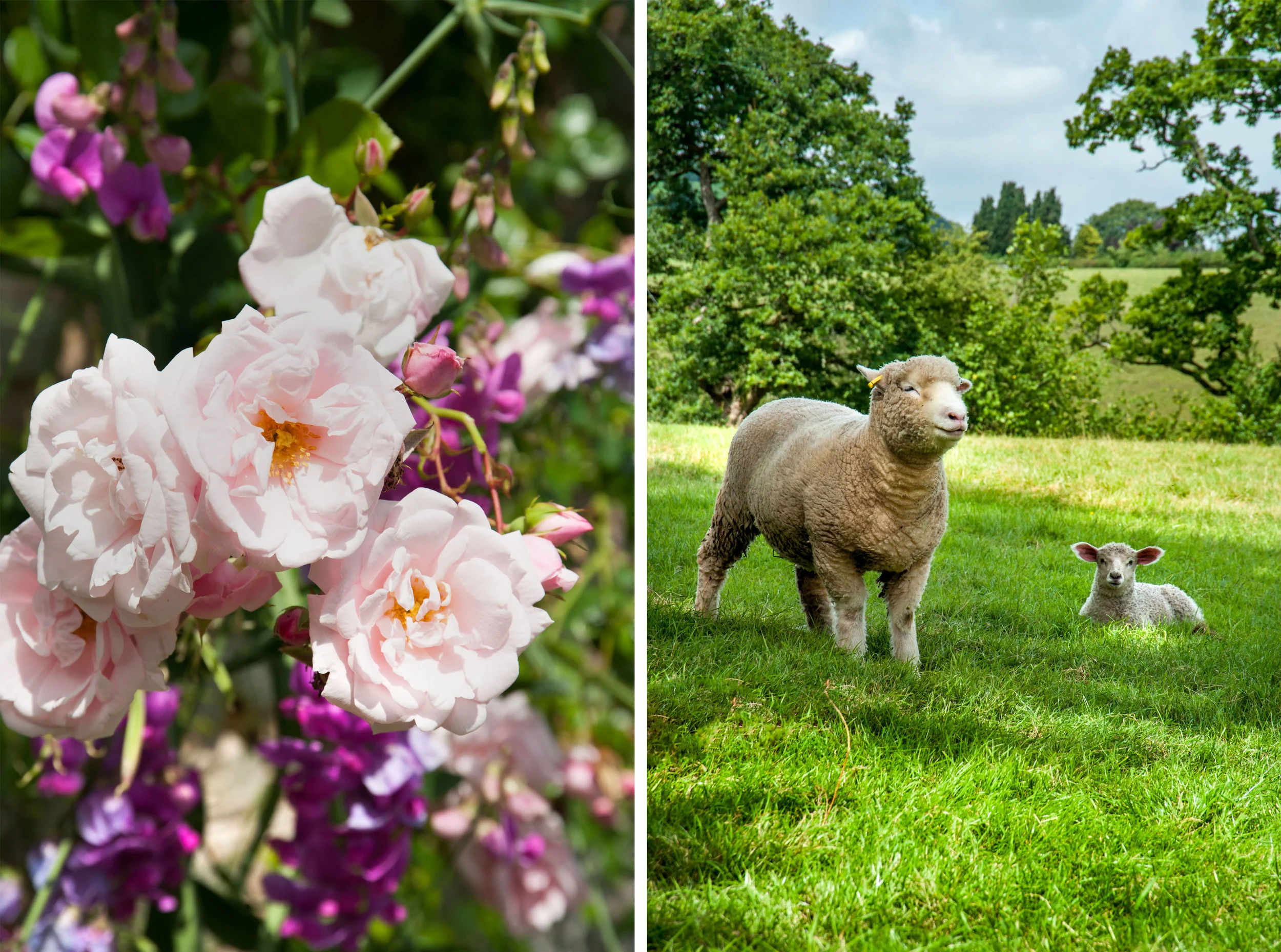 aberyscir sheep-.jpg
