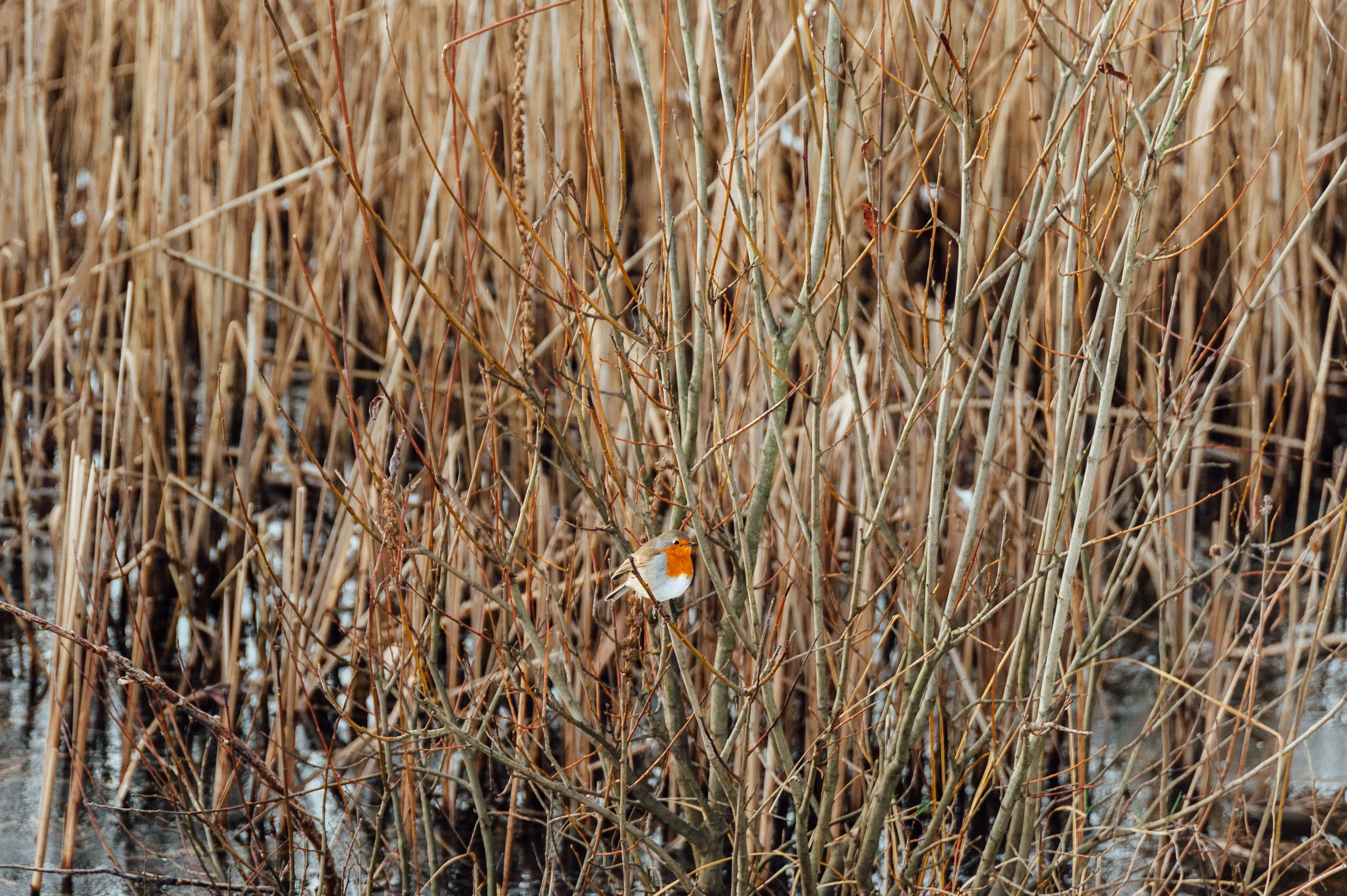 Robin1-7041.jpg