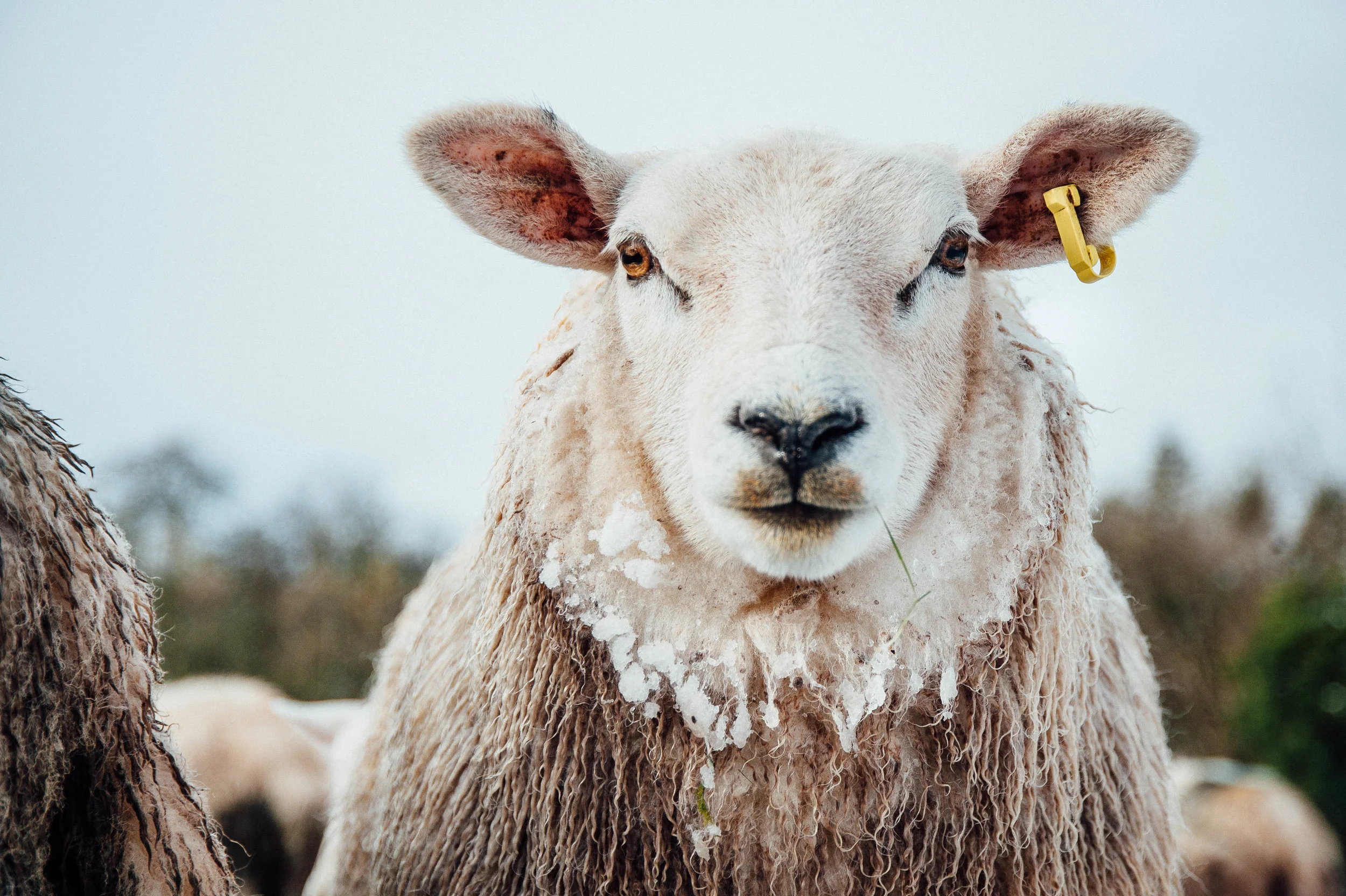 sheep 1-7211.jpg