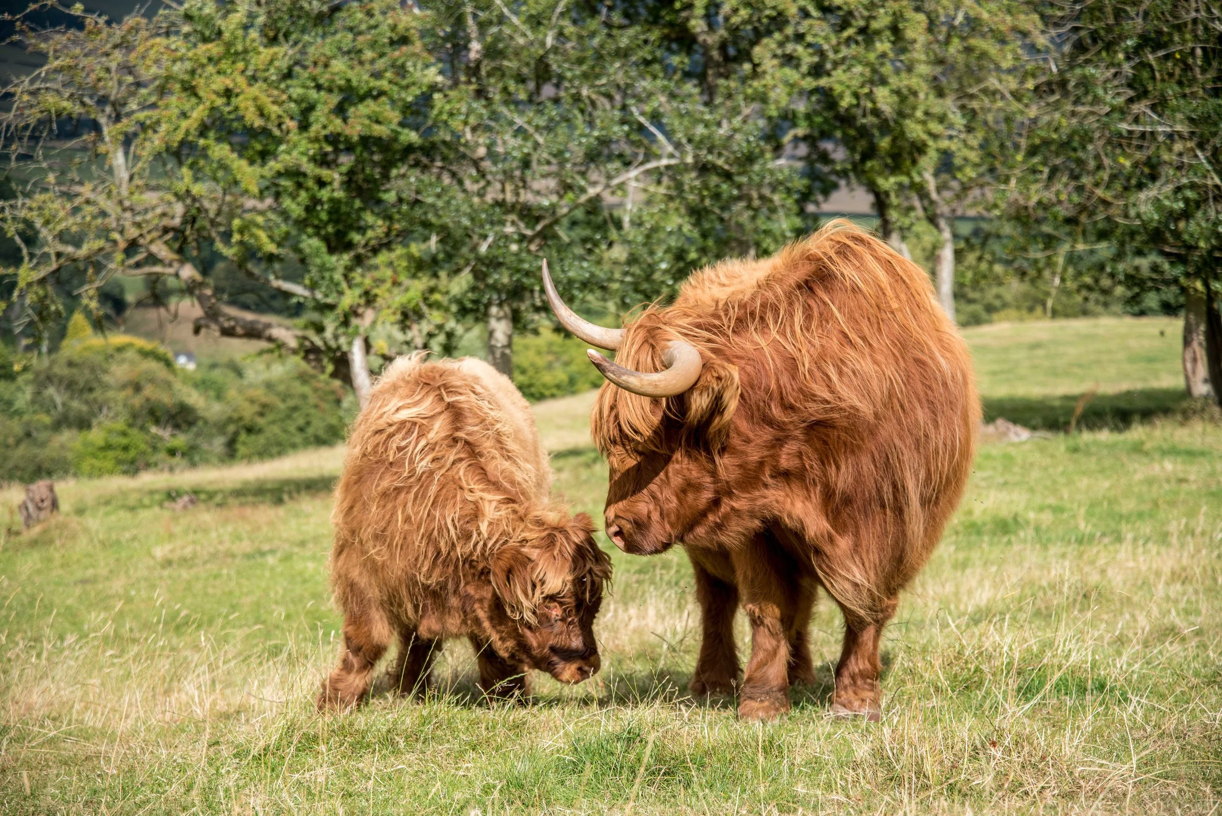 Toms Cabin Cows for Ceri-6053.jpg